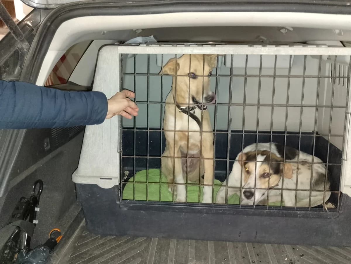 Suki, female young Mixed Breed for adoption at Hundehilfe Mariechen, Stadtsteinach