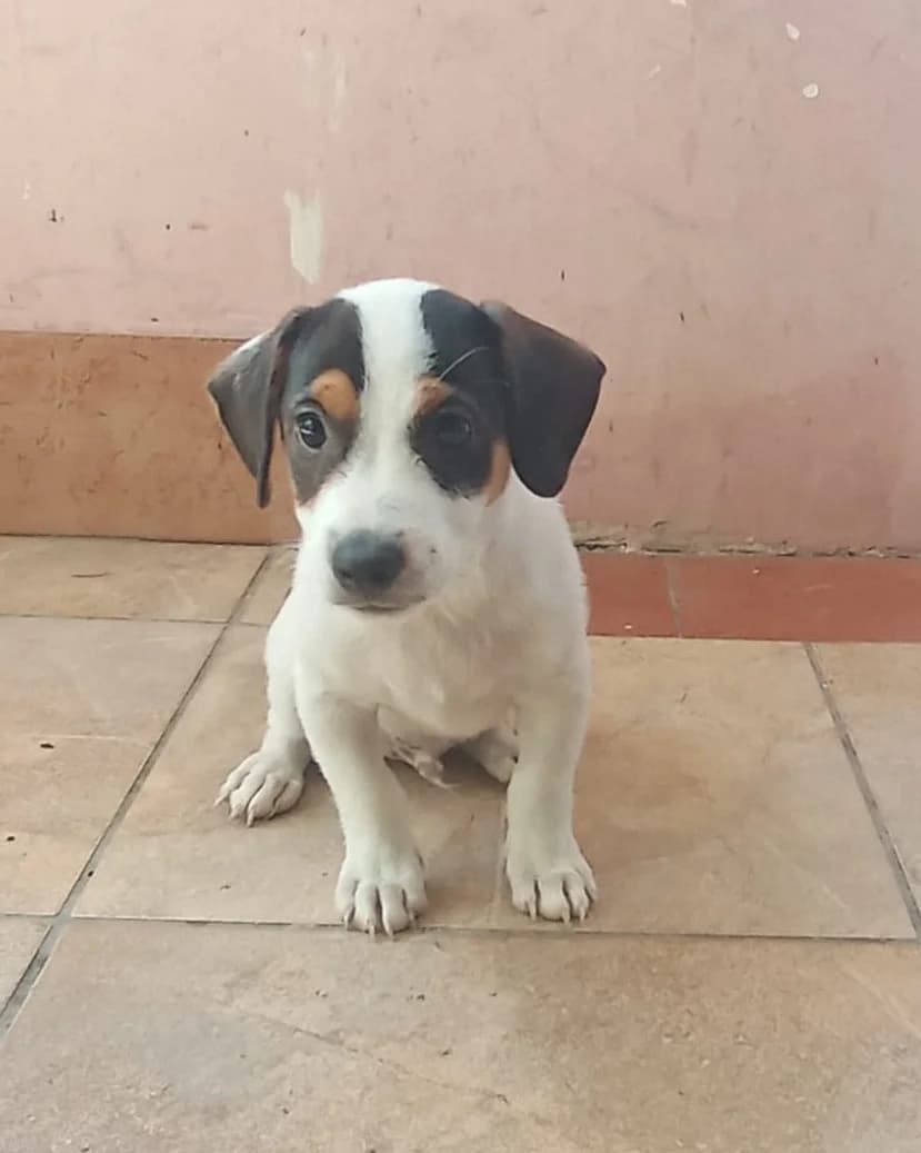 Sunni, male puppy Mixed Breed for adoption at Hundehilfe Mariechen, Stadtsteinach