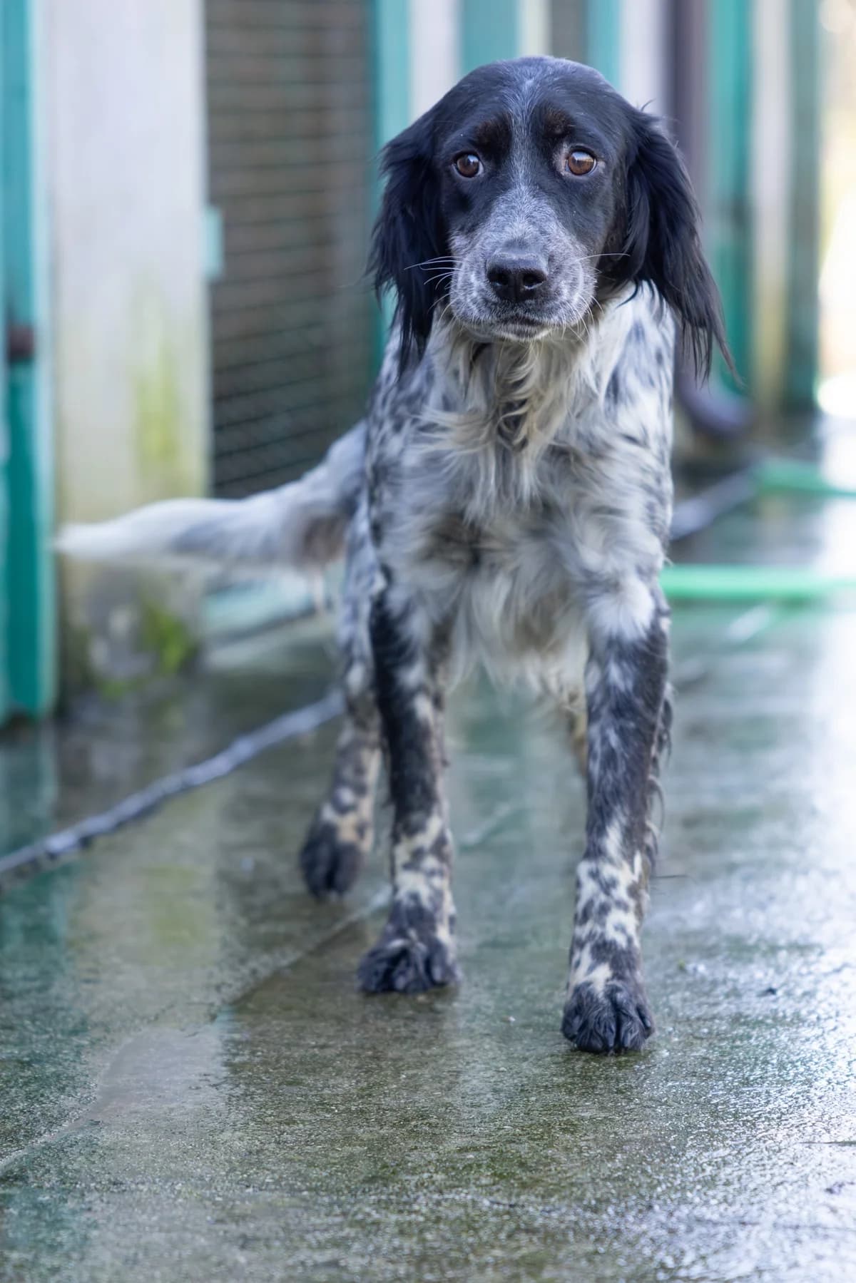 Sweetie, female 5yo English Setter for adoption at Hundehilfe Mariechen, Stadtsteinach