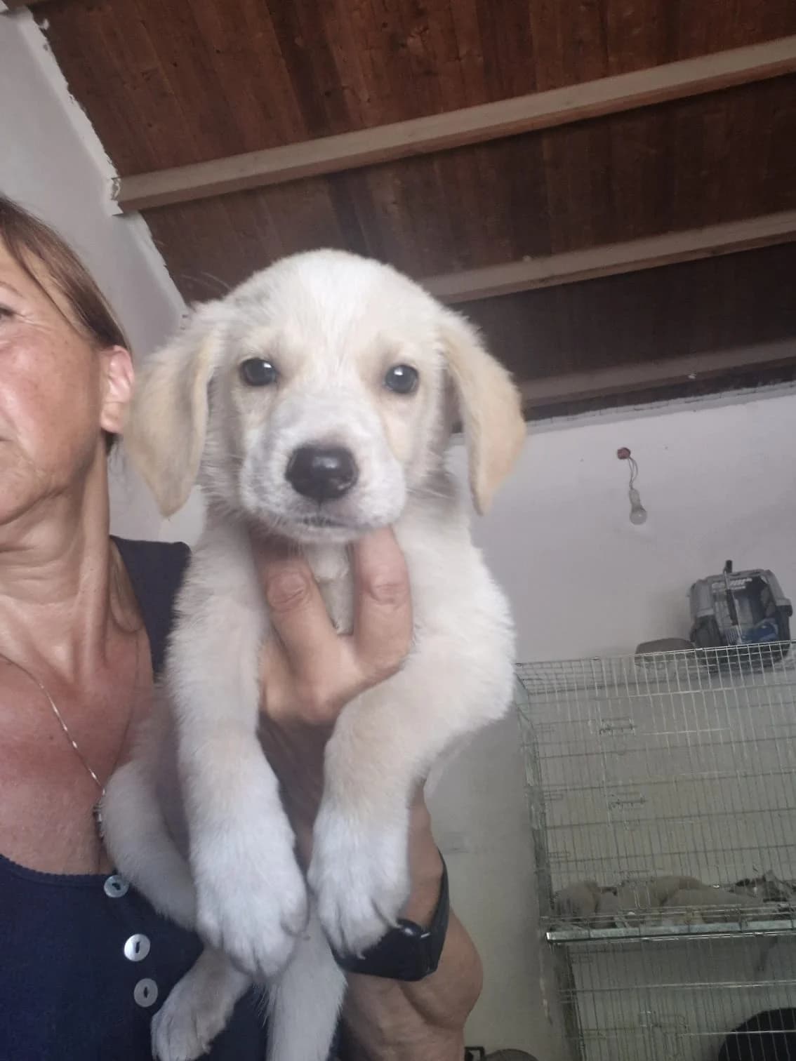 Tacos, male puppy Mixed Breed for adoption at Hundehilfe Mariechen, Stadtsteinach