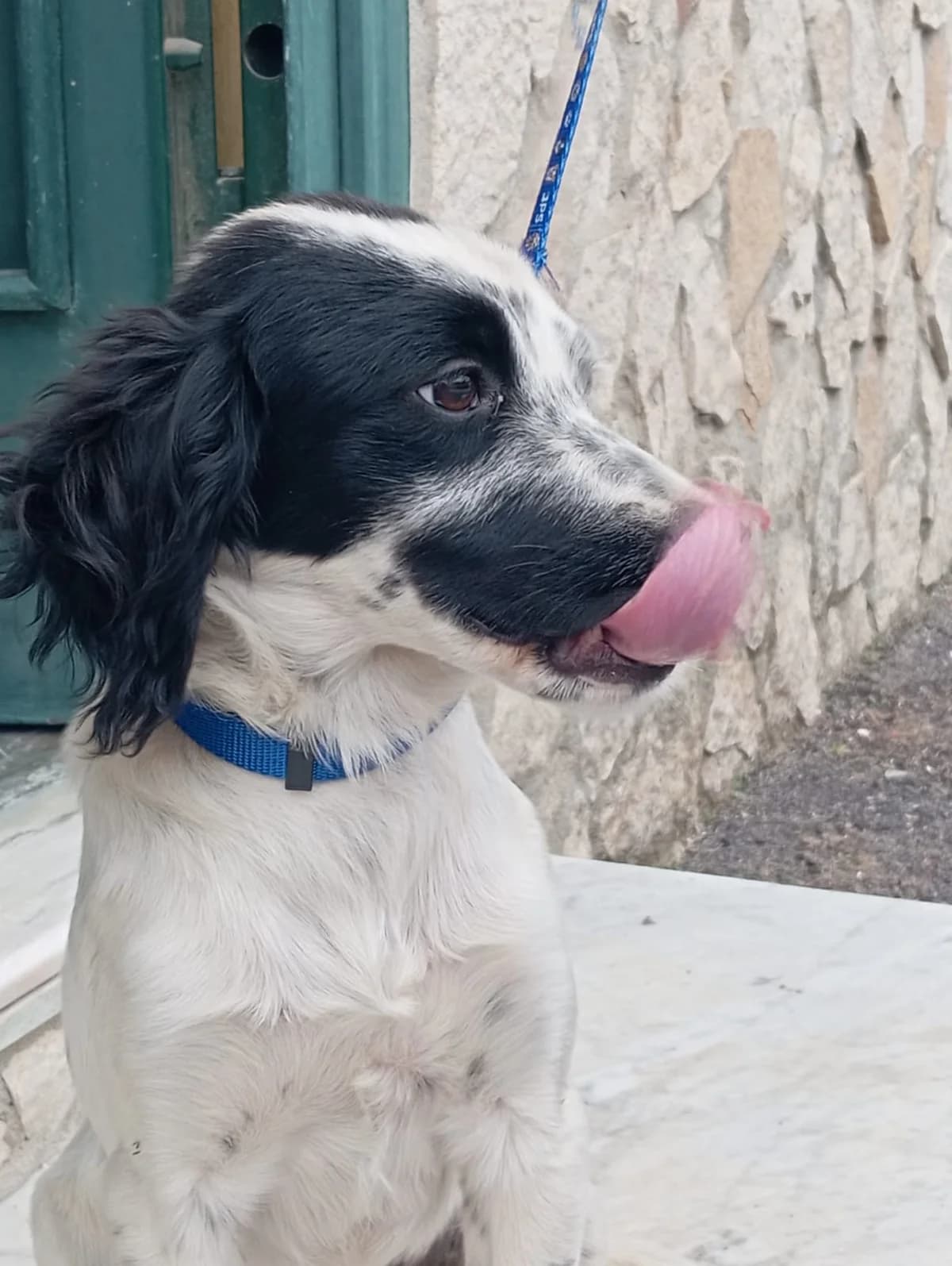 Tano, male puppy English Setter for adoption at Hundehilfe Mariechen, Stadtsteinach