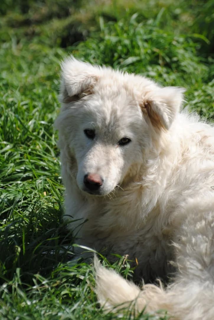 Tata, female 4yo Mixed Breed for adoption at Hundehilfe Mariechen, Stadtsteinach