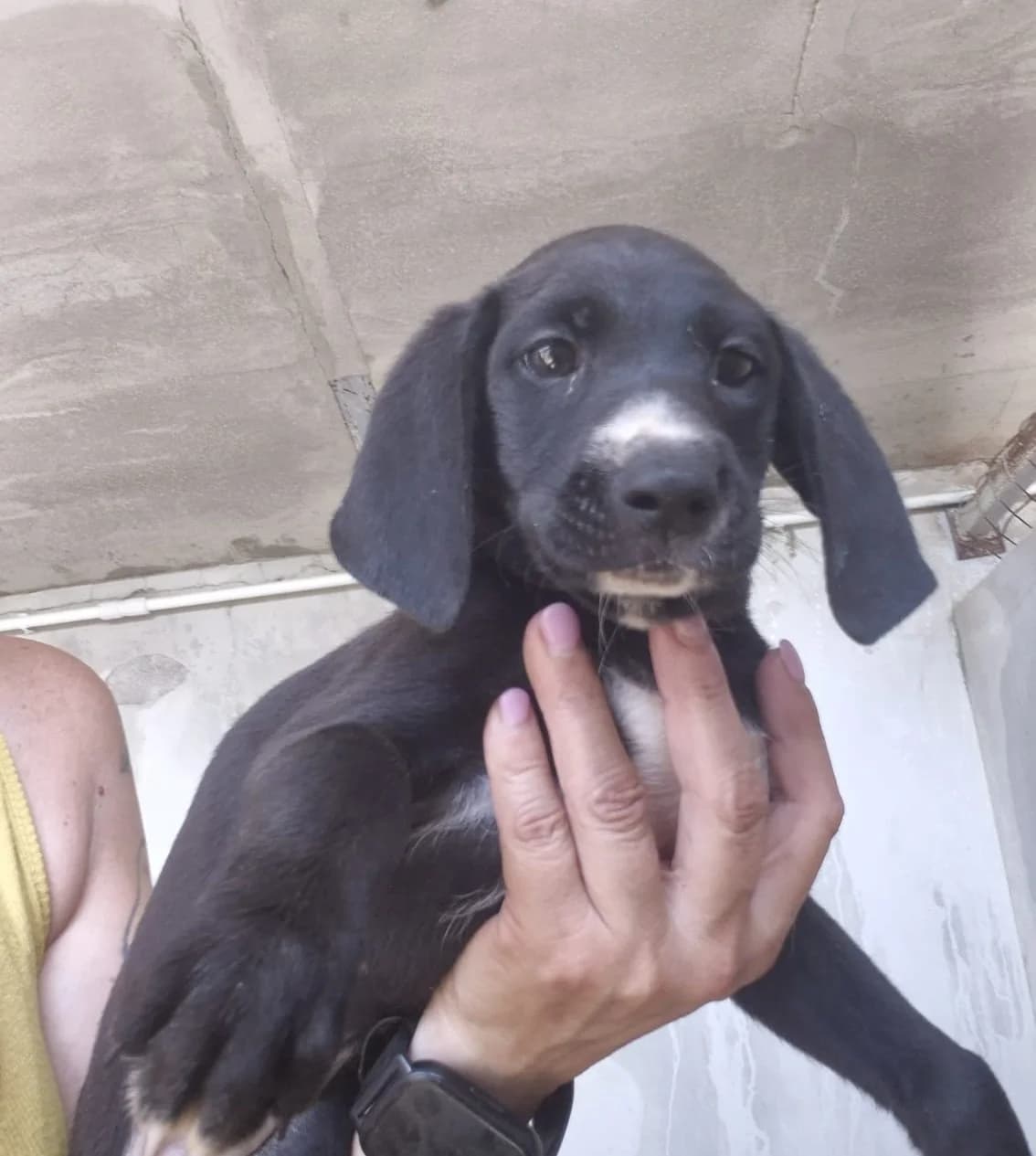 Temo, male puppy mixed breed for adoption at Hundehilfe Mariechen, Stadtsteinach