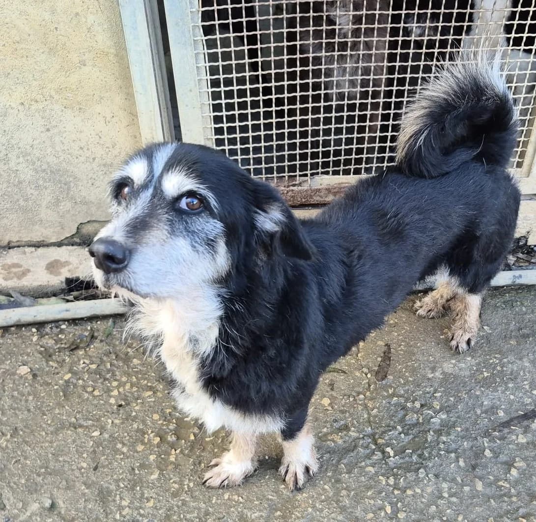 TeoBoe, male senior Mixed Breed for adoption at Hundehilfe Mariechen, Stadtsteinach