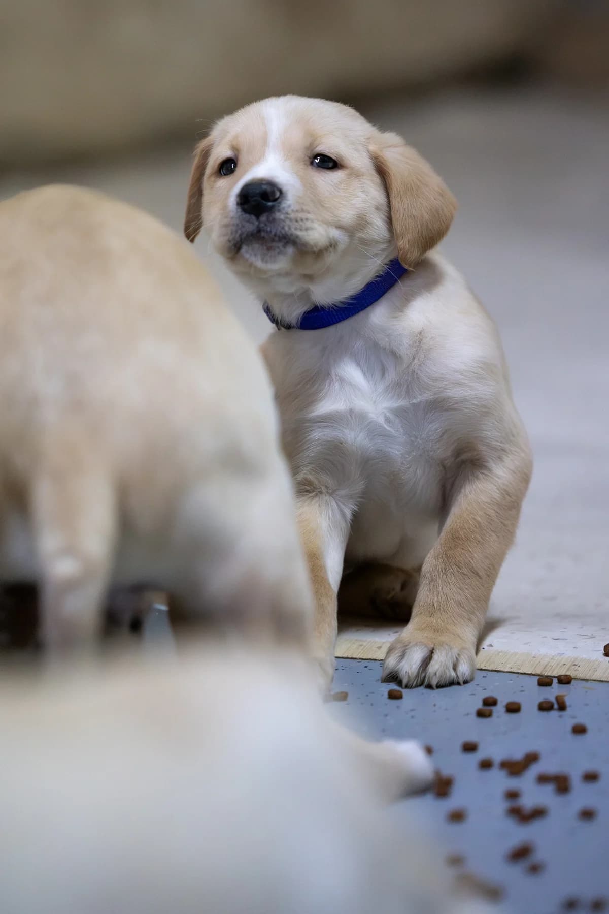Terry/Theo, male puppy Mixed Breed for adoption at Hundehilfe Mariechen, Stadtsteinach