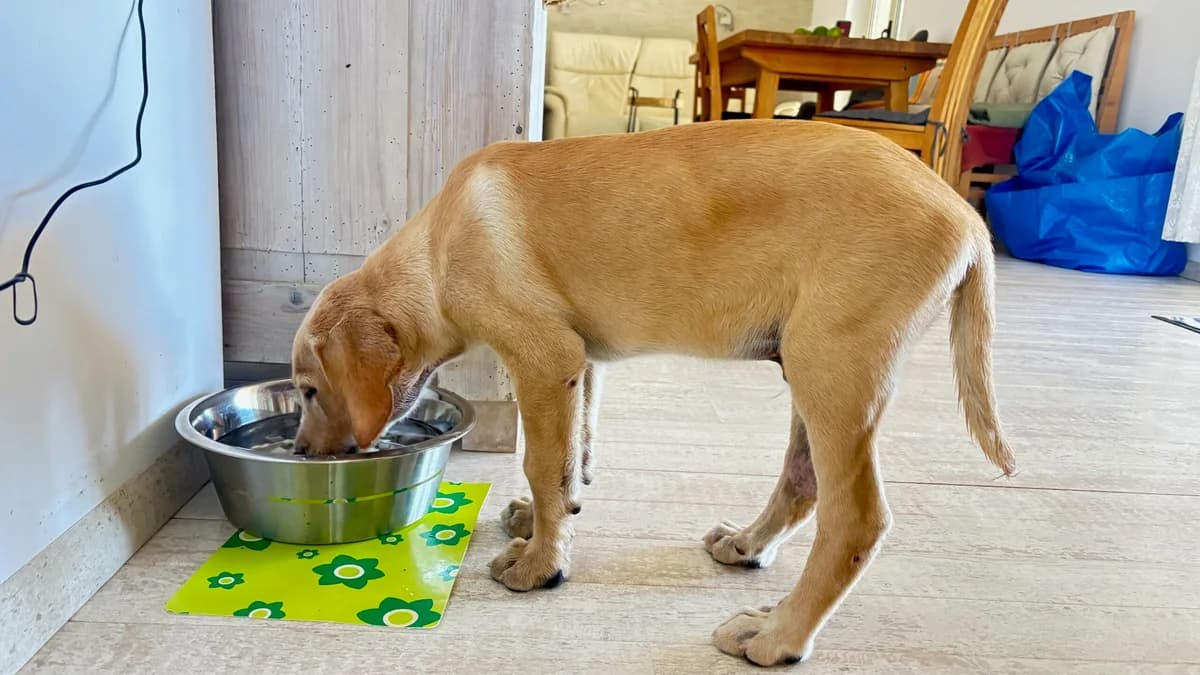 Thiago, male puppy Mixed Breed for adoption at Hundehilfe Mariechen, Stadtsteinach
