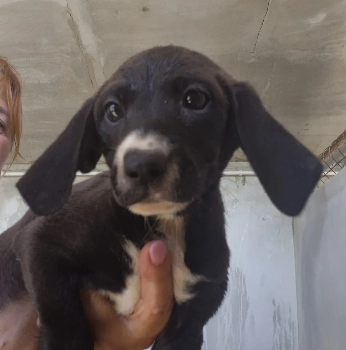 Thyrse, female puppy mixed breed for adoption at Hundehilfe Mariechen, Stadtsteinach