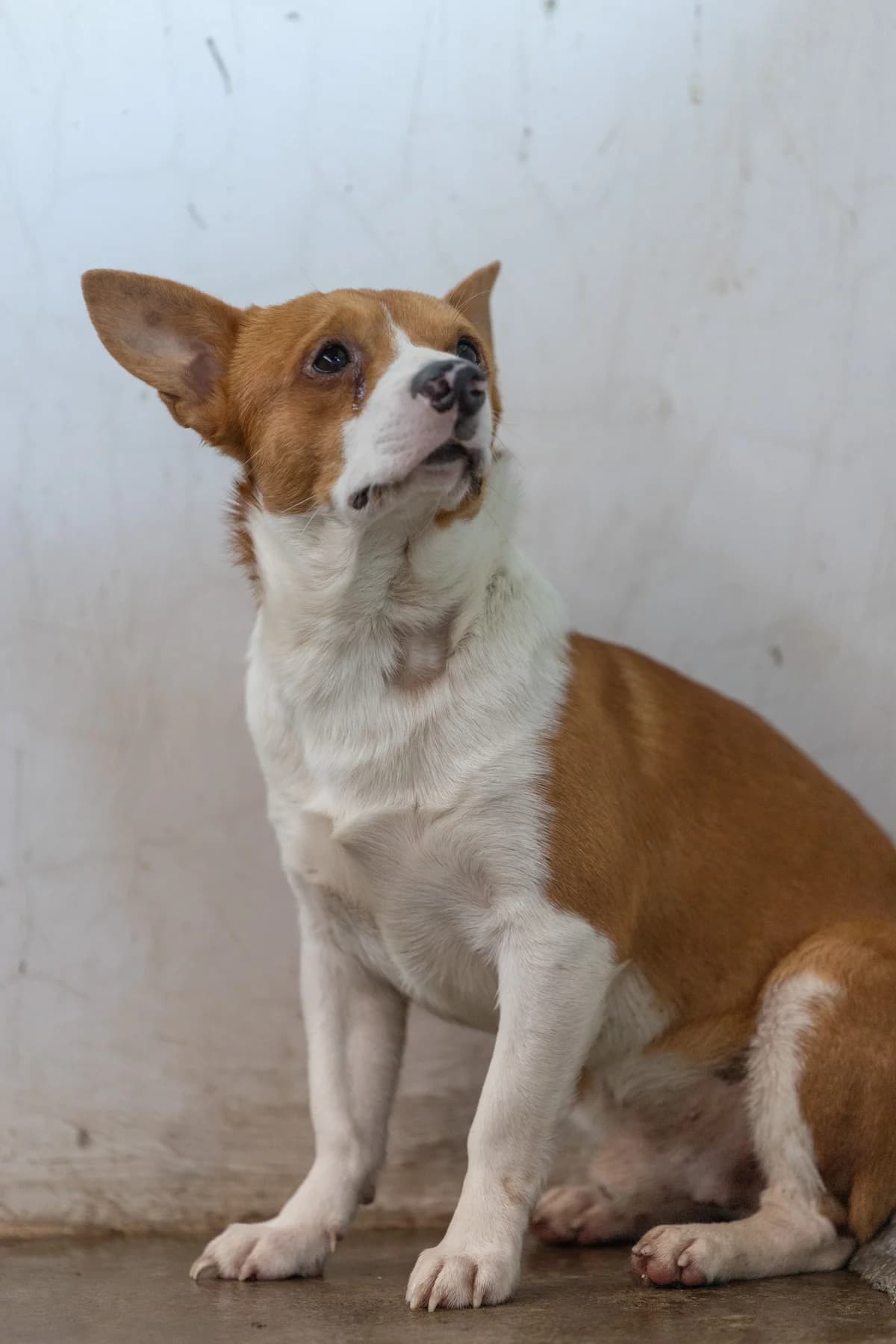 Toffee, male young Mixed Breed for adoption at Hundehilfe Mariechen, Stadtsteinach