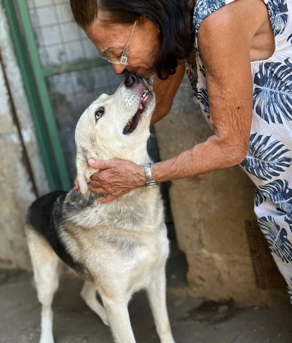 Tony, male German Shepherd for adoption at Hundehilfe Mariechen, Stadtsteinach