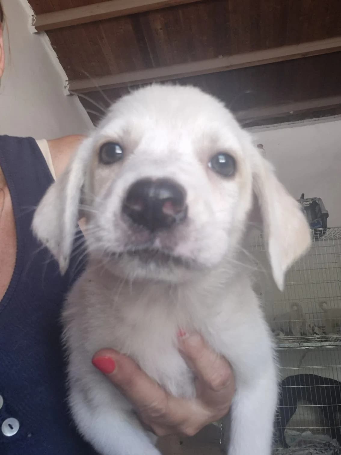 Tortillas, female puppy Mixed Breed for adoption at Hundehilfe Mariechen, Stadtsteinach