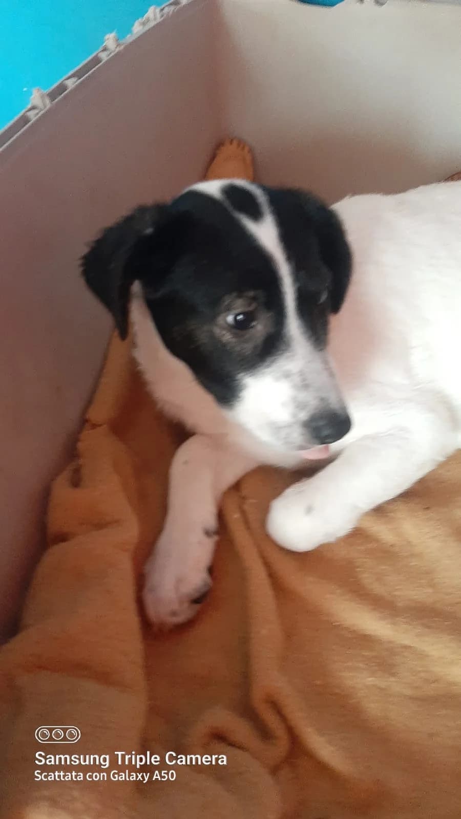 Toto, male 5yo Mixed Breed for adoption at Hundehilfe Mariechen, Stadtsteinach