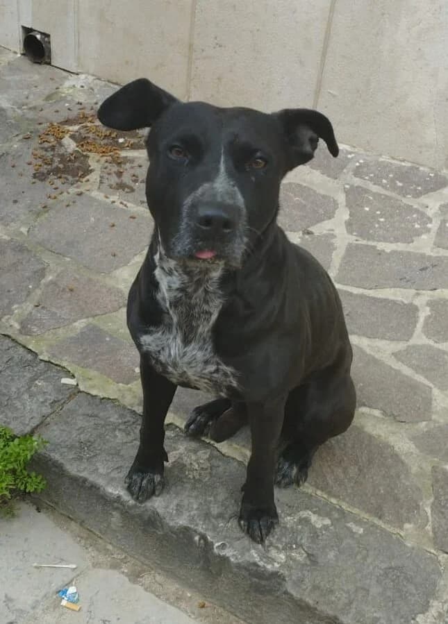 Toto, male senior Mixed Breed for adoption at Hundehilfe Mariechen, Stadtsteinach