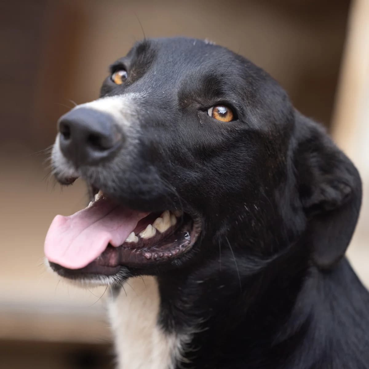Toto, male young Mixed Breed for adoption at Hundehilfe Mariechen, Stadtsteinach