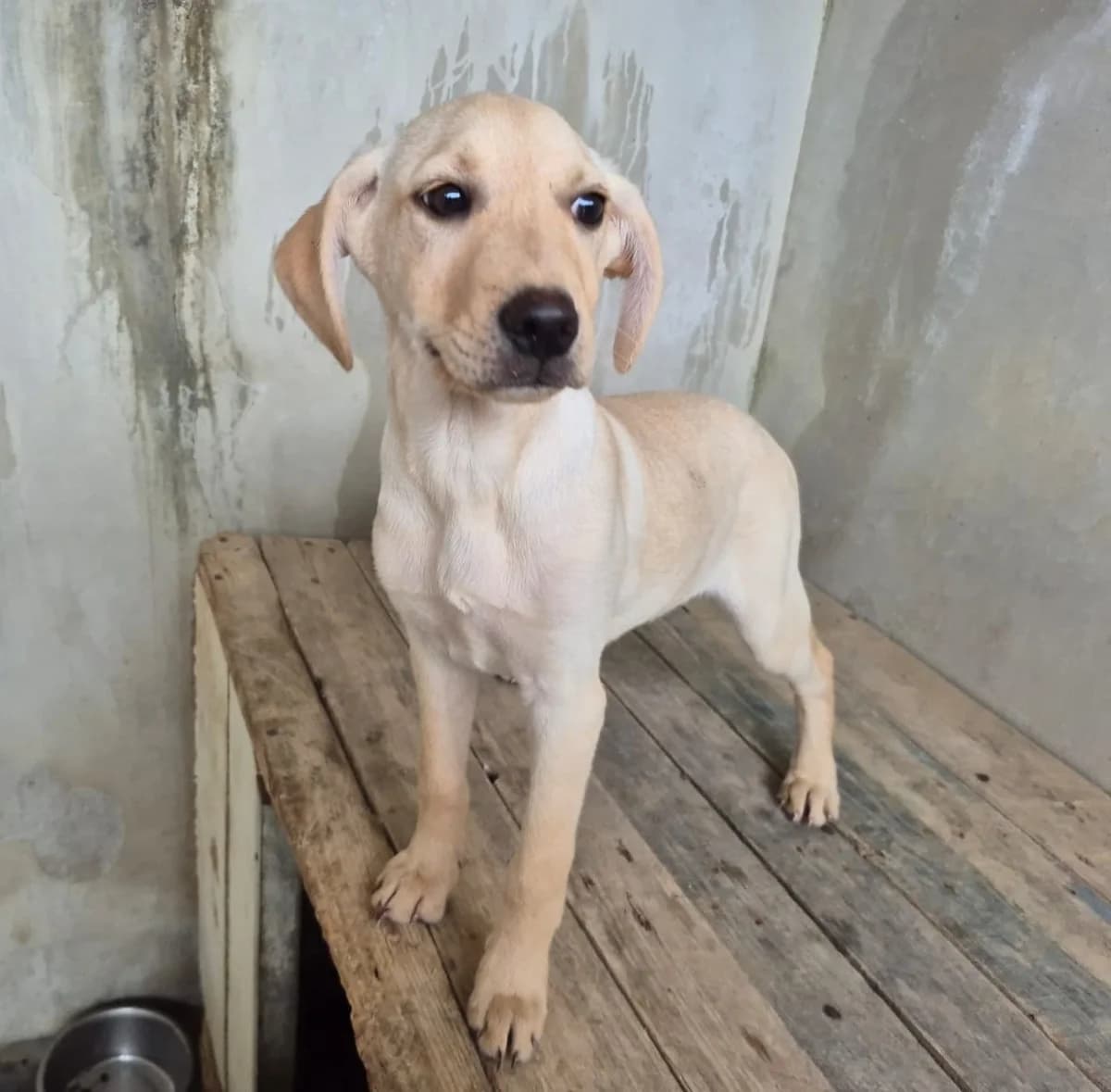 Tramontana, female puppy Mixed Breed for adoption at Hundehilfe Mariechen, Stadtsteinach