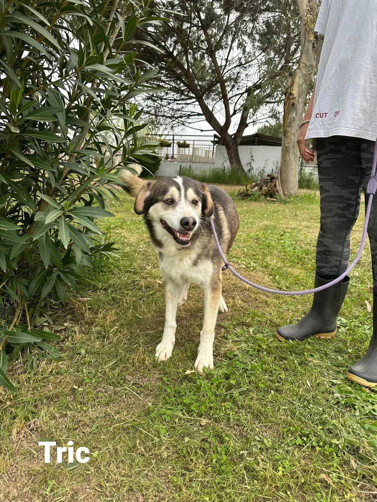 Tric, male senior Husky for adoption at Hundehilfe Mariechen, Stadtsteinach