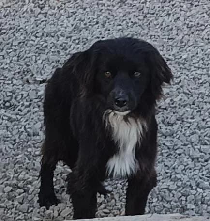 Trifoglio, male 5yo Mixed Breed for adoption at Hundehilfe Mariechen, Stadtsteinach