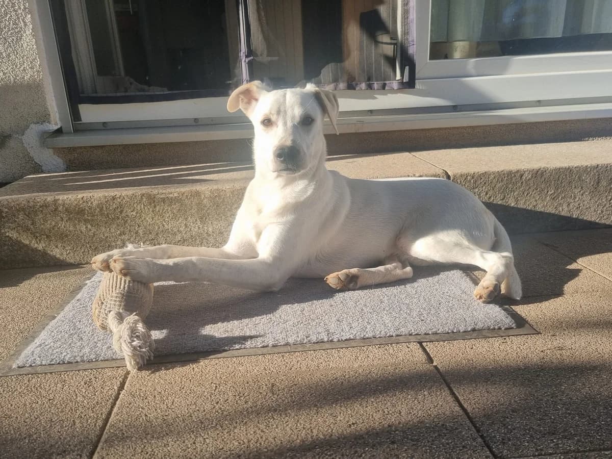 Tyson, male 5yo Mixed Breed for adoption at Hundehilfe Mariechen, Stadtsteinach