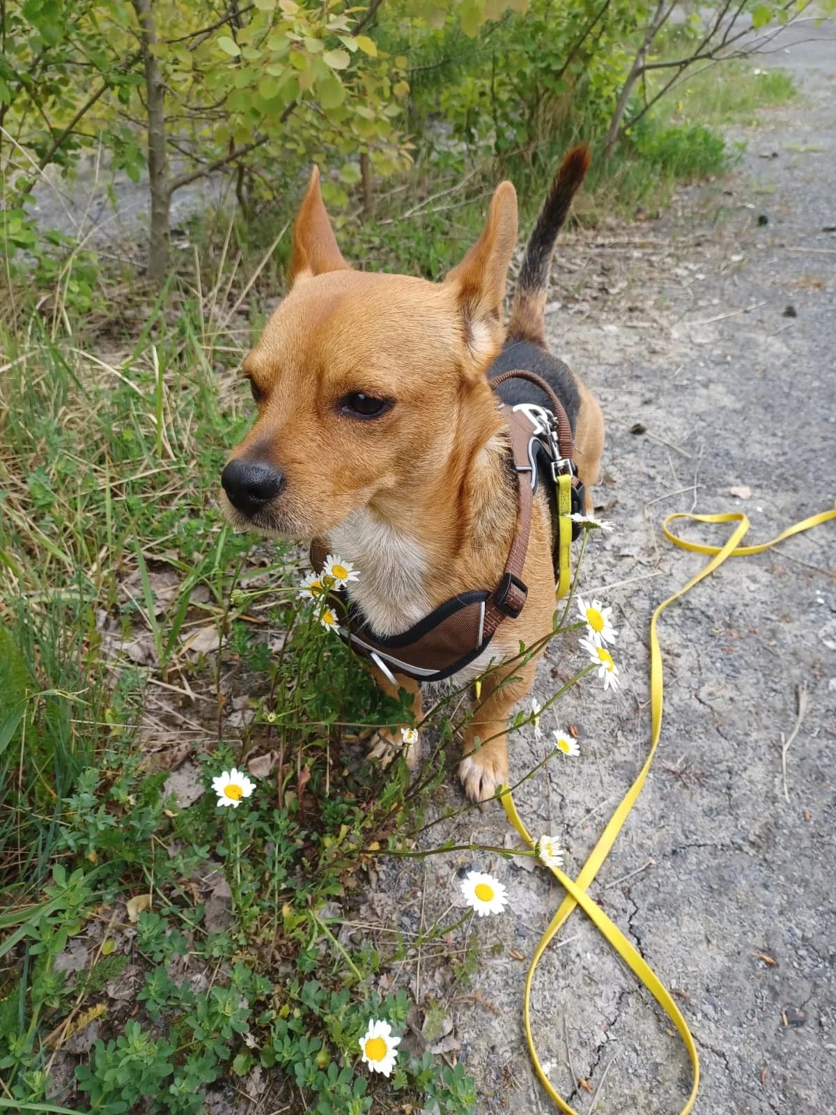 Tyson, male 4yo Mixed Breed for adoption at Hundehilfe Mariechen, Stadtsteinach