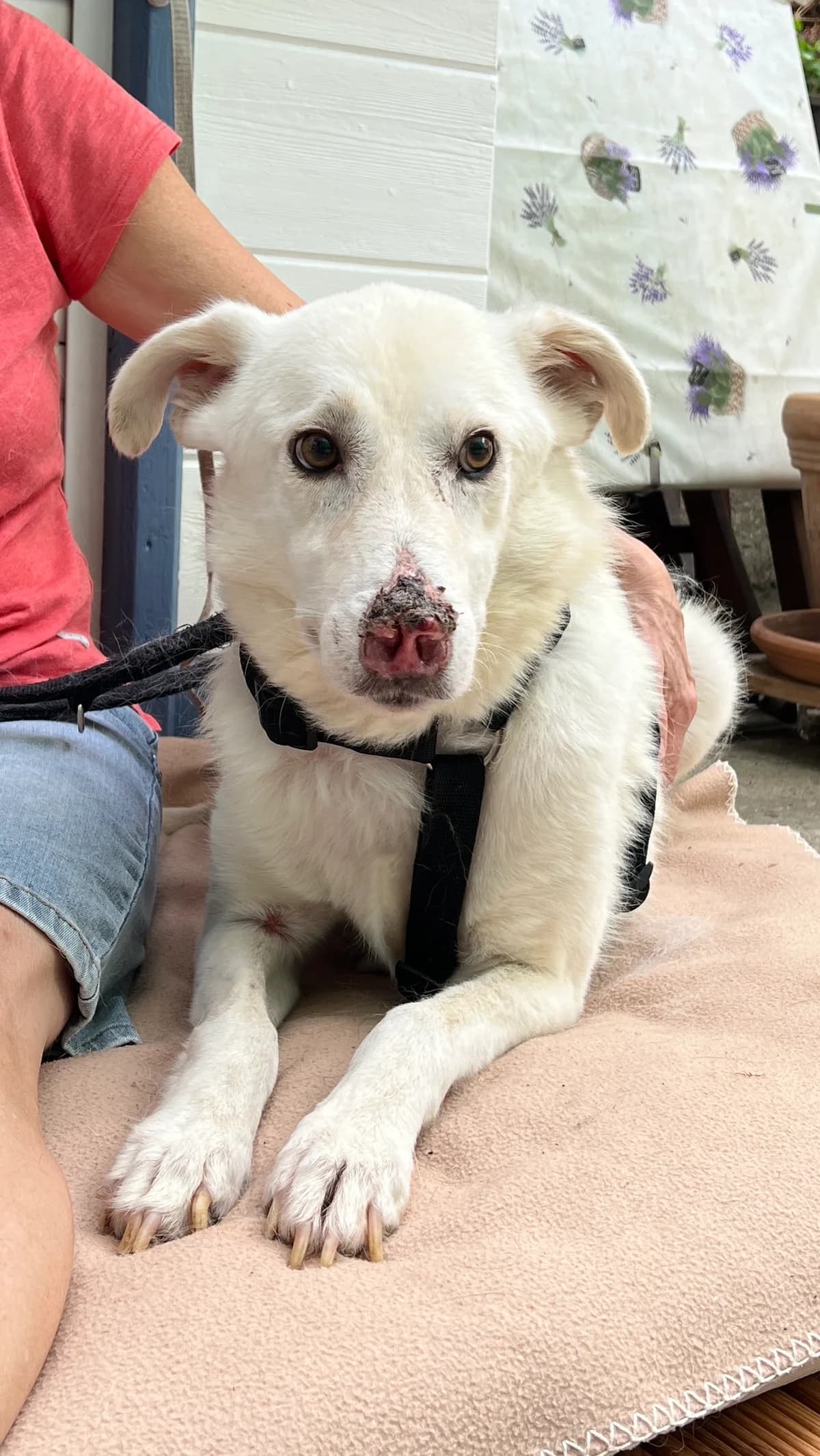 Ugo, male senior Mixed Breed for adoption at Hundehilfe Mariechen, Stadtsteinach