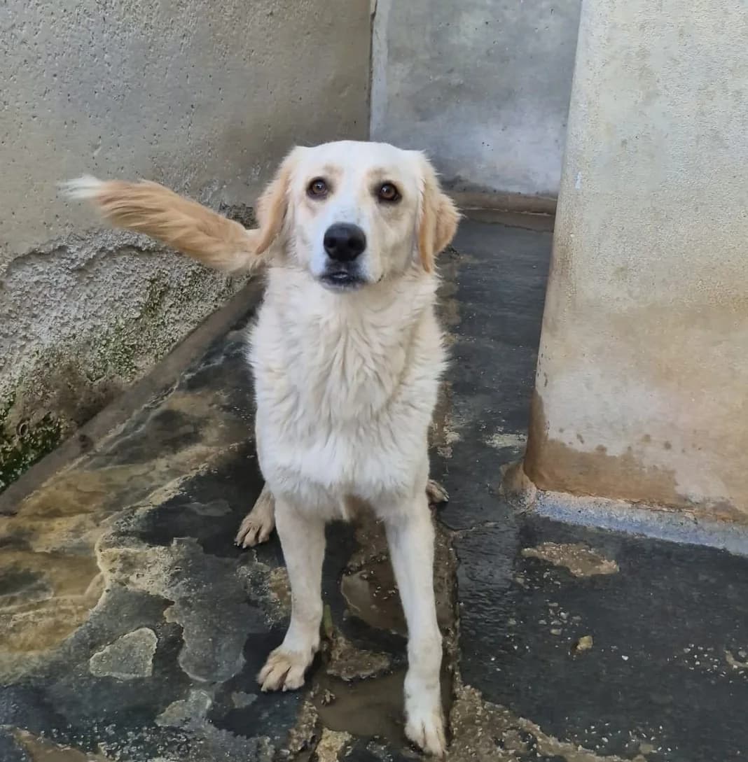 Vagnilia, female 5yo Mixed Breed for adoption at Hundehilfe Mariechen, Stadtsteinach