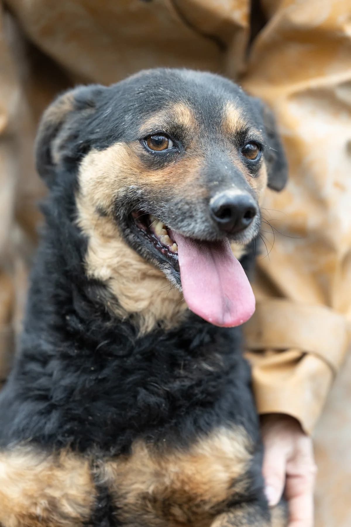 Valentina, female 5yo Mixed Breed for adoption at Hundehilfe Mariechen, Stadtsteinach