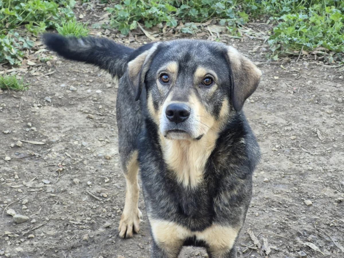 Vampiro, male young Mixed Breed for adoption at Hundehilfe Mariechen, Stadtsteinach