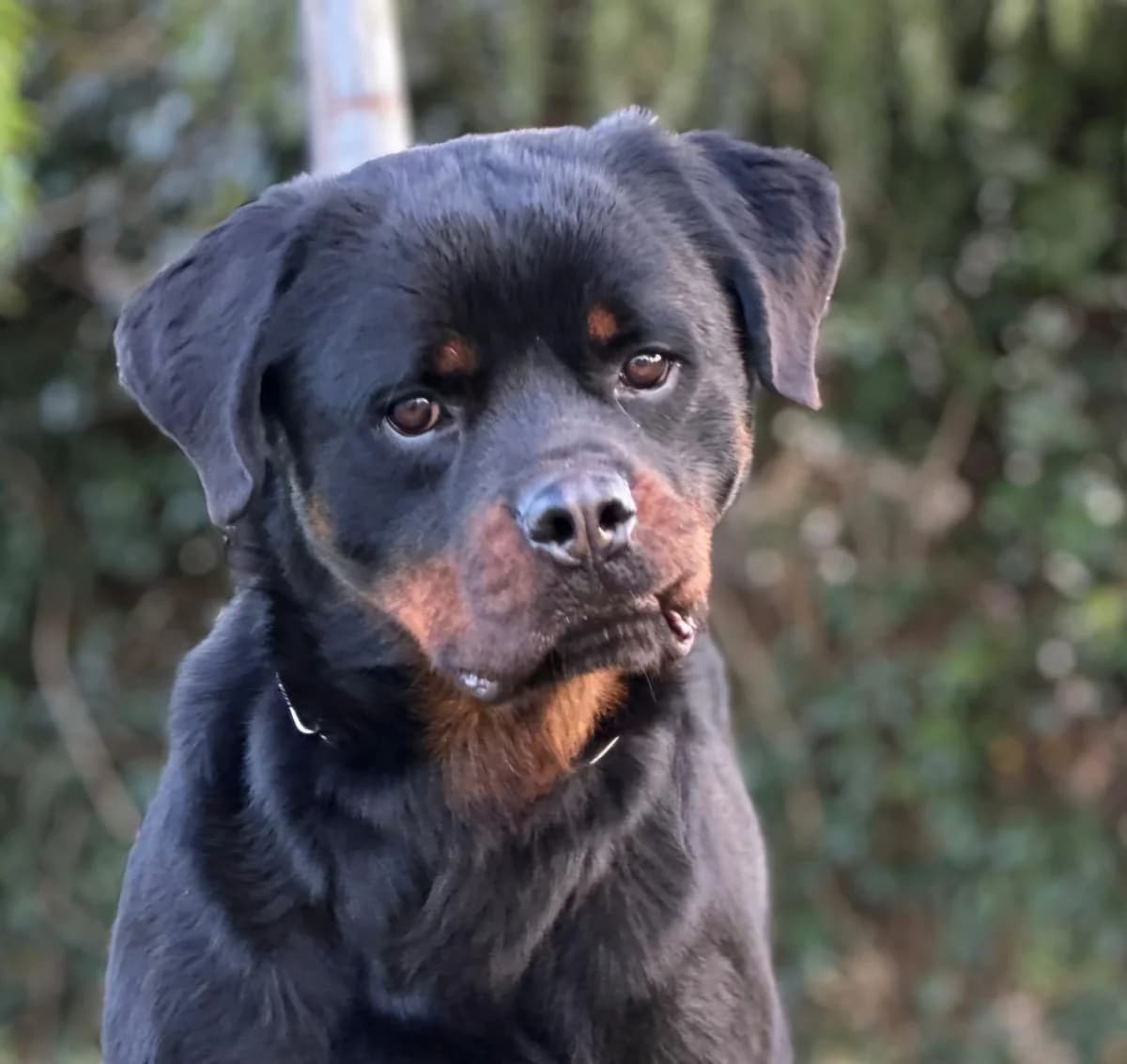 Victor, male Rottweiler for adoption at Hundehilfe Mariechen, Stadtsteinach