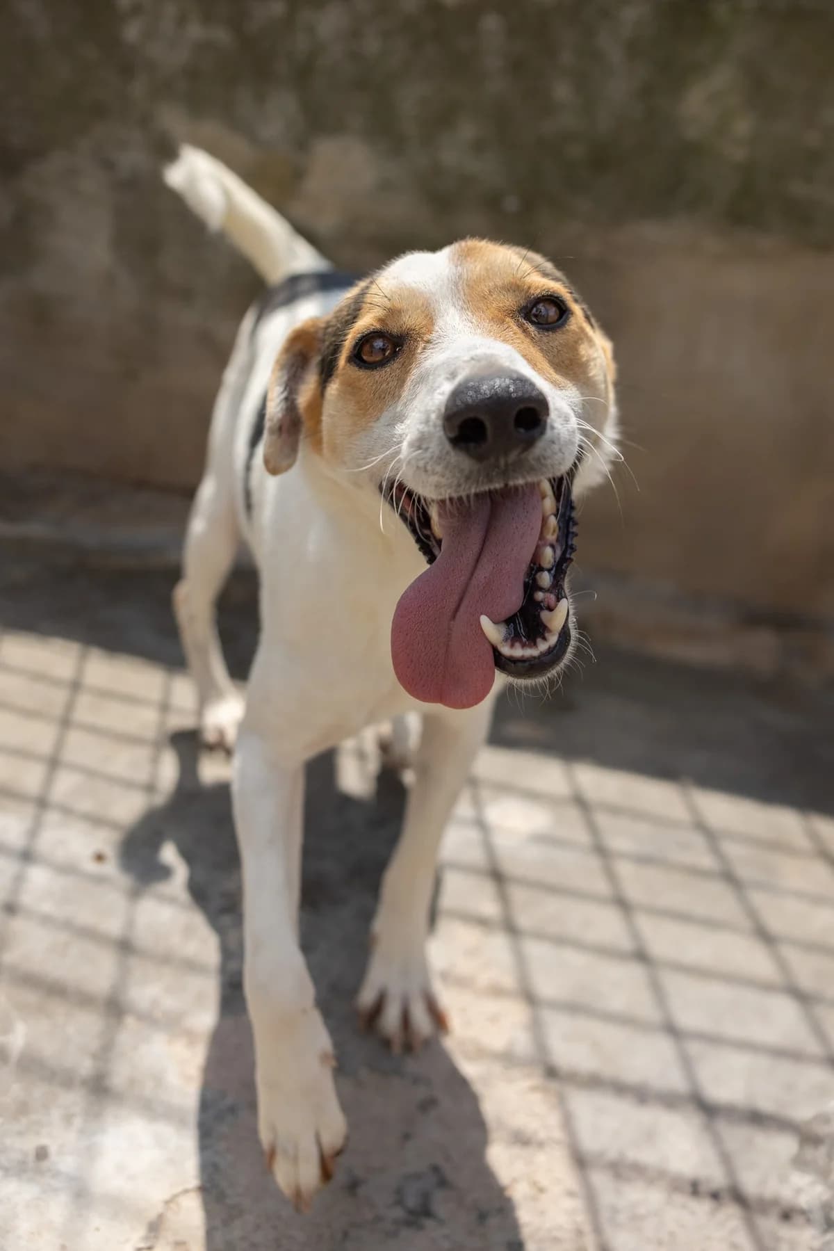 Vincenzino, male 5yo Mixed Breed for adoption at Hundehilfe Mariechen, Stadtsteinach