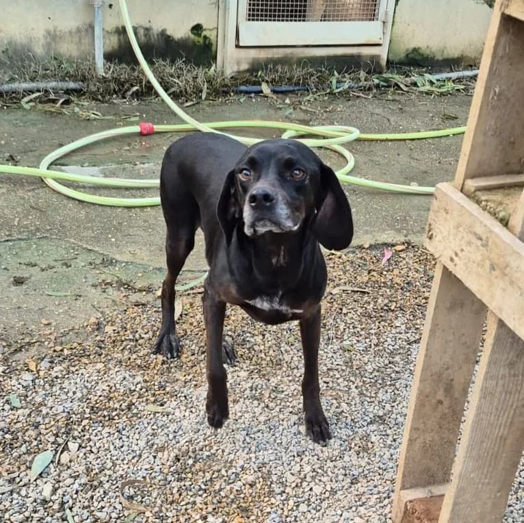 Webinar, female senior Mixed Breed for adoption at Hundehilfe Mariechen, Stadtsteinach