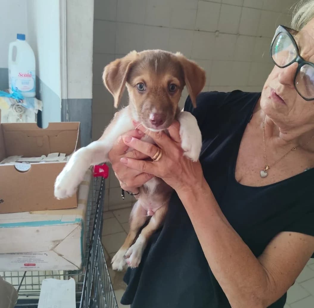 Zeddi, male puppy Mixed Breed for adoption at Hundehilfe Mariechen, Stadtsteinach