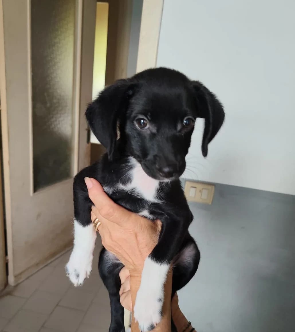 Zenzi, female puppy Mixed Breed for adoption at Hundehilfe Mariechen, Stadtsteinach