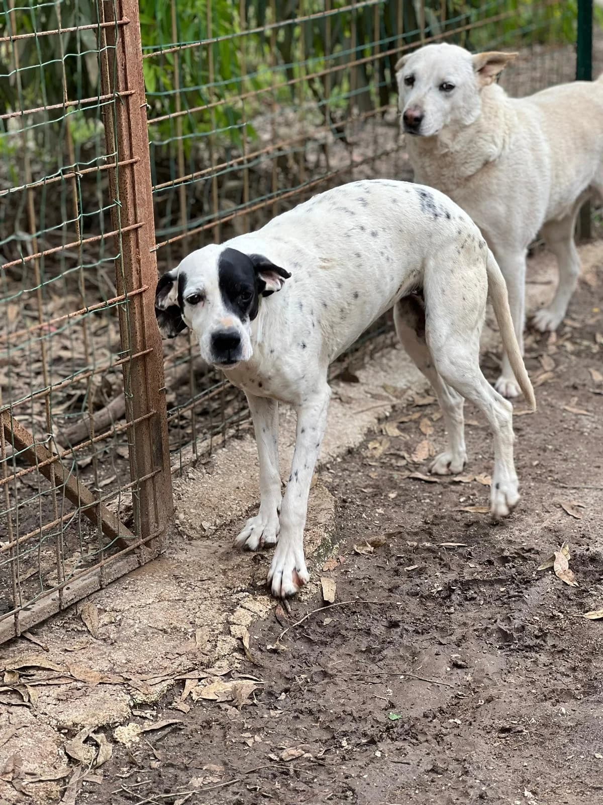 Zuccherina, female 6yo Pointer for adoption at Hundehilfe Mariechen, Stadtsteinach