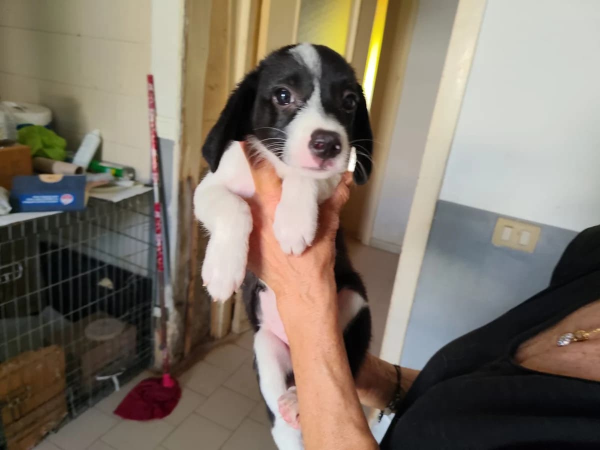 Zuko, male puppy Mixed Breed for adoption at Hundehilfe Mariechen, Stadtsteinach