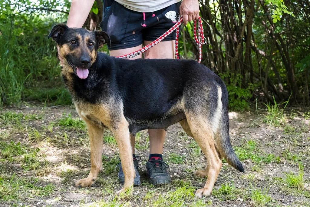 Abigél, female German Shepherd for adoption at Hundehilfe Marika e.V.