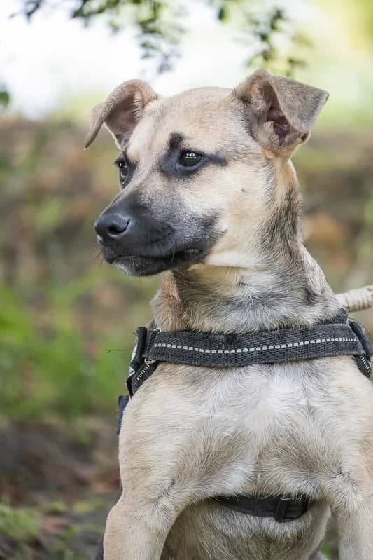Adi, male 3yo Mixed Breed for adoption at Hundehilfe Marika e.V.