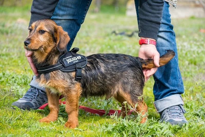 Bajusz, male Dachshund for adoption at Hundehilfe Marika e.V.