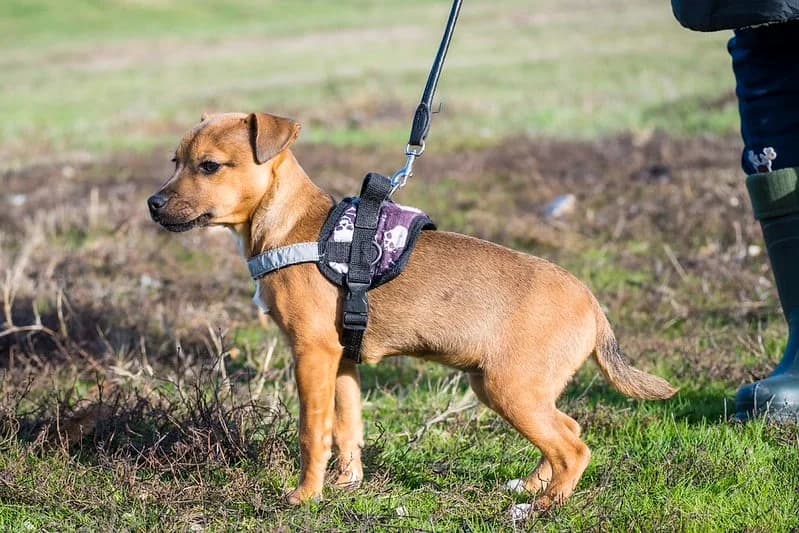 Bambi, female young Mixed Breed for adoption at Hundehilfe Marika e.V.
