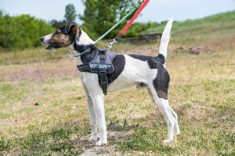 Banderas, male 4yo mixed breed for adoption at Hundehilfe Marika e.V.