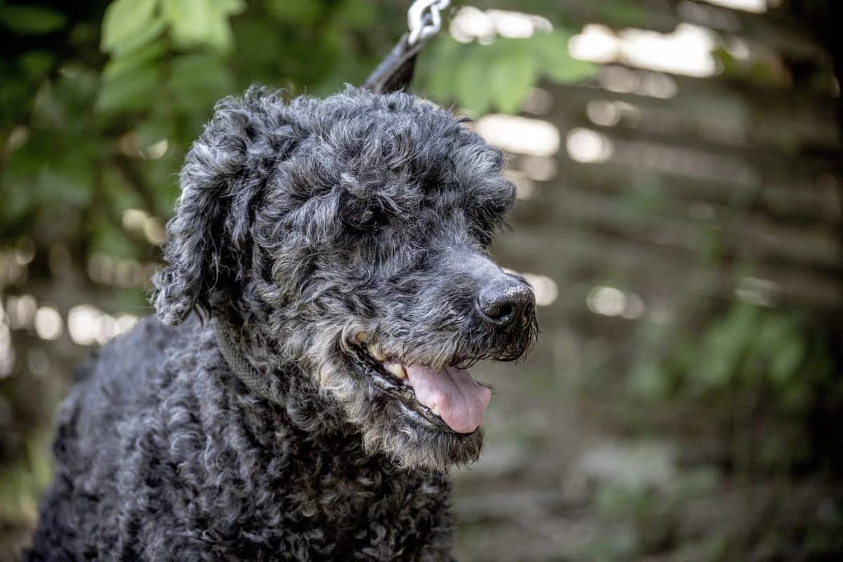 Bandi Ba, male senior Mixed Breed for adoption at Hundehilfe Marika e.V.