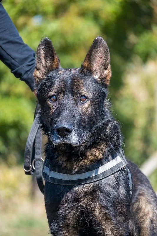 Bendi, male senior German Shepherd for adoption at Hundehilfe Marika e.V.