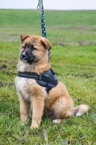 Bernát, male puppy Mixed Breed for adoption at Hundehilfe Marika e.V.