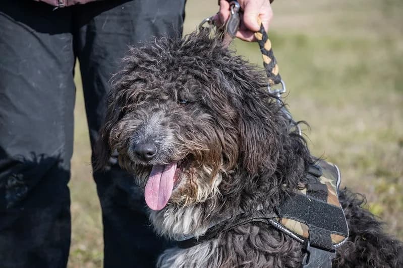 Blanche, female Mixed Breed for adoption at Hundehilfe Marika e.V.