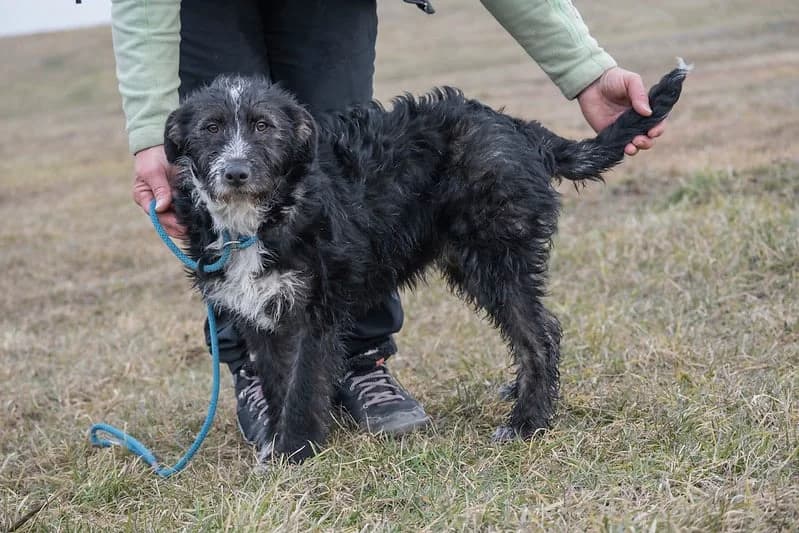 BΓΆbi, female 3yo Mixed Breed for adoption at Hundehilfe Marika e.V.