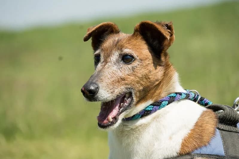 Bogi, female senior mixed breed for adoption at Hundehilfe Marika e.V.