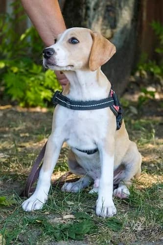 Bubba, male young Beagle for adoption at Hundehilfe Marika e.V.
