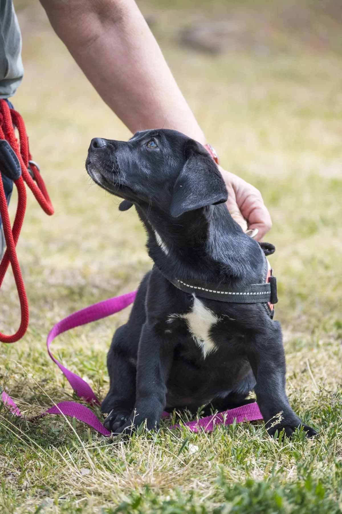 Bubba, female puppy Labrador Retriever for adoption at Hundehilfe Marika e.V.