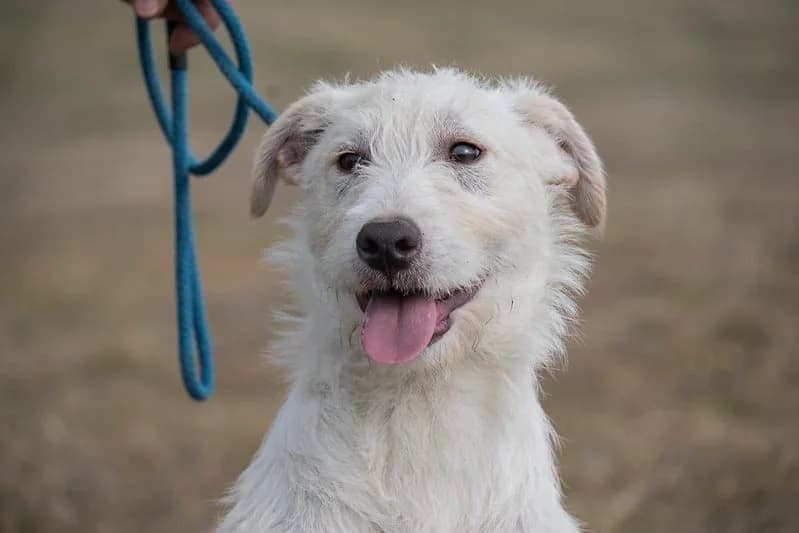 Bubo, male 3yo Mixed Breed for adoption at Hundehilfe Marika e.V.