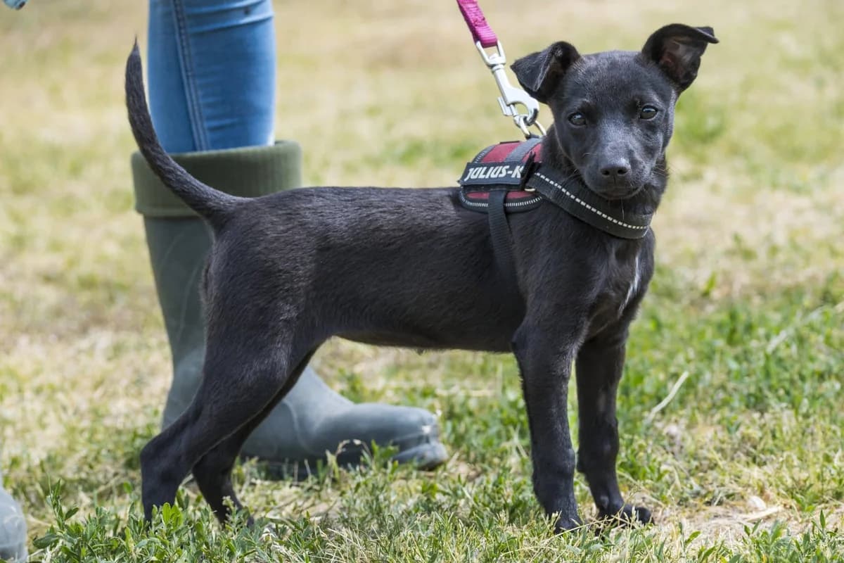 Cingi, female puppy Mixed Breed for adoption at Hundehilfe Marika e.V.