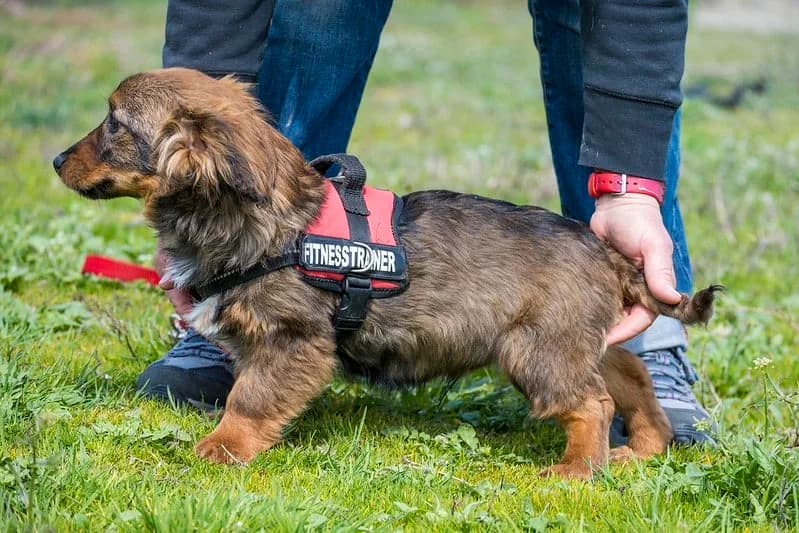 Csigusz, male Dachshund for adoption at Hundehilfe Marika e.V.