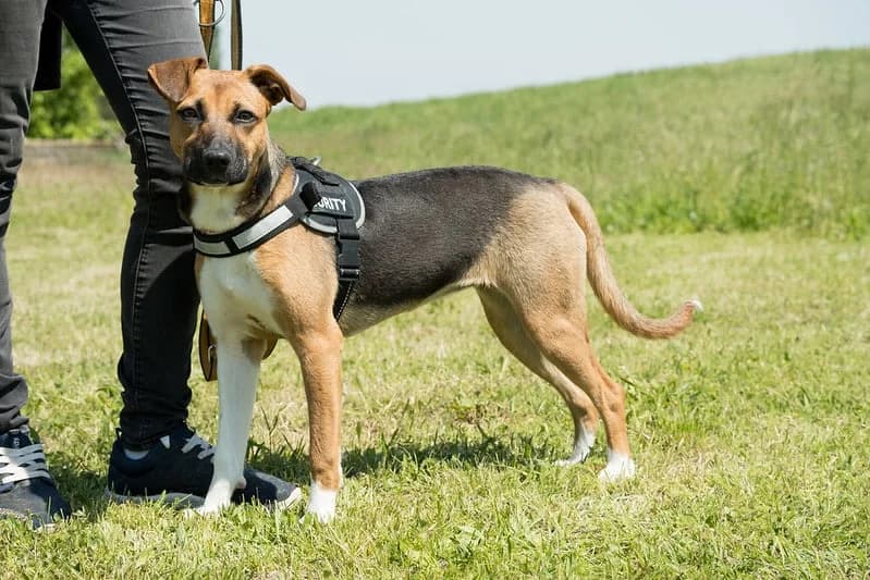 Csipesz, female 3yo Mixed Breed for adoption at Hundehilfe Marika e.V.
